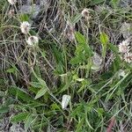 Trifolium montanum आदत
