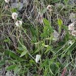 Trifolium montanum Habit