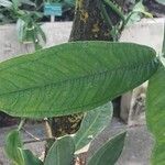 Anthurium moonenii Leaf