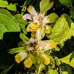 Curcuma aromatica Flower
