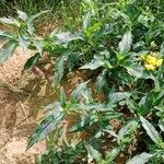 Persicaria lapathifolia Yeri