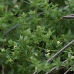 Galium porrigens Hábito