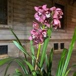 Cymbidium devonianumЦвят