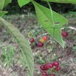 Psychotria marginata Other