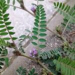 Astragalus sesameus Leaf