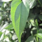 Piper arboreum Leaf