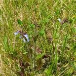 Salvia lyrata Žiedas