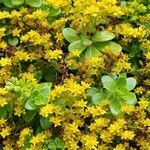 Sedum spathulifolium Folha