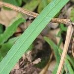 Hesperantha coccinea Leaf