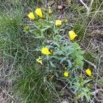 Linum campanulatum Habit