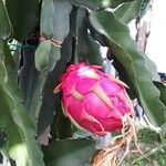 Hylocereus undatus Fruit