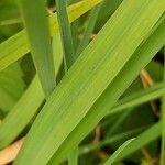 Bromus inermis Fuelha