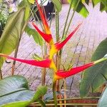 Heliconia latispatha Hábito
