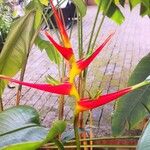 Heliconia latispatha 形态