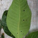 Psychotria gilletii পাতা