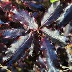 Pittosporum tenuifolium List