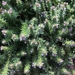 Verbena bracteata Blatt