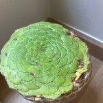 Aeonium tabulaeforme 叶