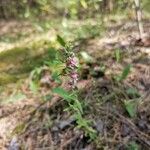 Odontites vernus Flower