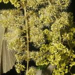 Vitis tiliifolia Kvet