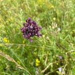 Allium scorodoprasumFlower