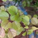 Plectranthus verticillatus Blad