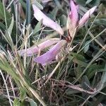 Trifolium alpinum Kwiat