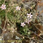 Rhodalsine geniculata Altro