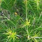 Grevillea juniperina Leaf