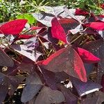 Oxalis triangularis Leaf