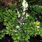 Uromyrtus emarginata Habit