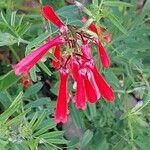 Vicia monantha Flower