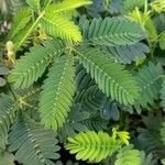 Mimosa pudica पत्ता