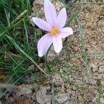 Colchicum alpinum Blüte