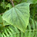 Ageratina adenophora Лист