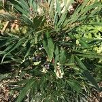 Mahonia fortunei Fruit