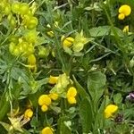 Lathyrus pratensisFlower