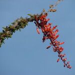 Fouquieria splendens Цвят