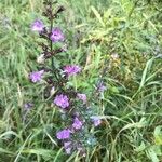 Clinopodium nepetaFleur