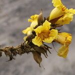 Markhamia tomentosa Blüte