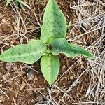 Ledebouria kirkii Leaf