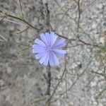 Cichorium endivia花