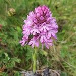 Anacamptis pyramidalisBlüte