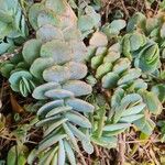 Kalanchoe marnieriana Folha