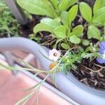 Gilia tricolorΛουλούδι