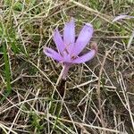 Colchicum multiflorumFleur