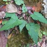 Dorstenia contrajerva Leaf