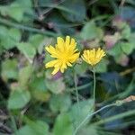 Crepis biennis ফুল