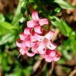 Plocama calabrica Flower