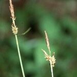 Carex umbrosa Λουλούδι
